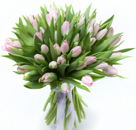 Букет цветов из 51 тюльпана