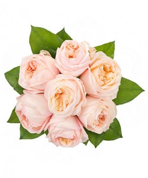 Букет невесты из 7 персиковых пионовидных роз
