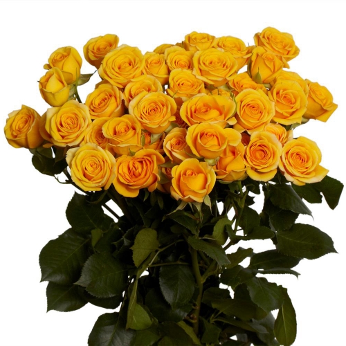 Букет из 11 желтых кустовых роз