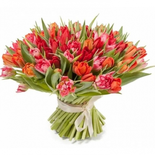 Букет из 101 разноцветного пионовидного тюльпана