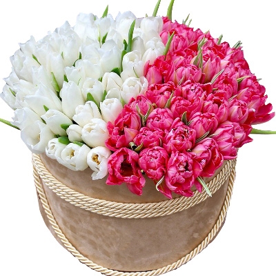 Микс из 101 белого и розового пионовидного тюльпана в коробке
